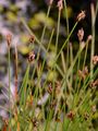 Few-Flowered Spike-Rush - Eleocharis quinqueflora (Hartmann) O. Schwarz