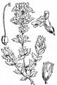 Bunter Augentrost - Euphrasia rostkoviana Hayne