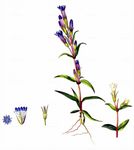 Sumpf-Kranzenzian - Gentianella uliginosa (Willd.) Börner 