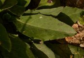 Blaugraues Habichtskraut - Hieracium caesium (Fr.) Fr.