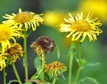 Meadow Fleabane - Inula britannica L.