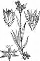 Field Wood-Rush - Luzula campestris (L.) DC.