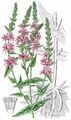 Purple-Loosestrife - Lythrum salicaria L.