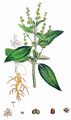 Annual Mercury - Mercurialis annua L.