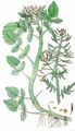 Water-Cress - Nasturtium officinale W. T. Aiton