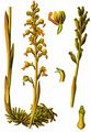 Bird's-Nest Orchid - Neottia nidus-avis (L.) Rich.