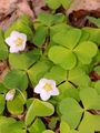 Wood-Sorrel - Oxalis acetosella L.