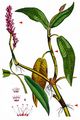 Amphibious Bistort - Persicaria amphibia (L.) Delarbre