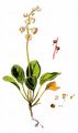 Round-Leaved Wintergreen - Pyrola rotundifolia L.