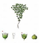 Zwerg-Lein - Radiola linoides Roth 