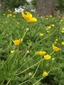 Creeping Buttercup - Ranunculus repens L.
