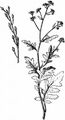 Steppe Cabbage - Rapistrum perenne (L.) All.