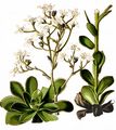 Montafoner Steinbrech - Saxifraga cotyledon L.