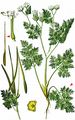 Shepherd's-Needle - Scandix pecten-veneris L.