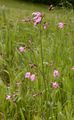 Kuckucks-Lichtnelke - Silene flos-cuculi (L.) Clairv.