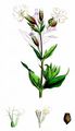 White Campion - Silene latifolia Poir.