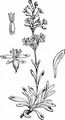 Ohrlöffel-Leimkraut - Silene otites (L.) Wibel