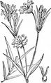 Große Sternmiere - Stellaria holostea L.