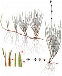 Faden-Laichkraut - Stuckenia filiformis (Pers.) Börner 