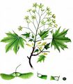 Norway Maple - Acer platanoides L.