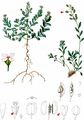 Burnt Candytuft - Aethionema saxatile (L.) W. T. Aiton