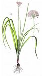 Rosen-Lauc - Allium roseum L. 