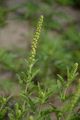 Perennial Ragweed - Ambrosia psilostachya DC.