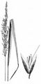 Wald-Reitgras - Calamagrostis arundinacea (L.) Roth