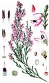 Besenheide - Calluna vulgaris (L.) Hull