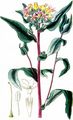 Grand Collomia - Collomia grandiflora Lindl.