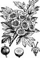 Midland Hawthorn - Crataegus laevigata (Poir.) DC.