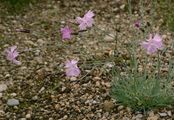 Clove Pink - Dianthus caryophyllus L.