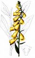 Yellow Foxglove - Digitalis grandiflora Mill.