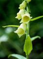 Straw Foxglove - Digitalis lutea L.