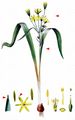 Yellow Star-Of-Bethlehem - Gagea lutea (L.) Ker Gawl.