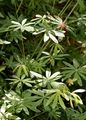 Wald-Labkraut - Galium sylvaticum L.