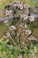 Dürrwurz - Inula conyzae (Griess.) DC.
