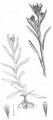 Jersey Cudweed - Laphangium luteoalbum (L.) Tzvelev