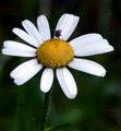 Berg-Wucherblume - Leucanthemum adustum (W. D. J. Koch) Gremli