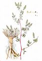 Tall Melilot - Melilotus altissimus Thuill.