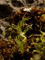 Moos-Nabelmiere - Moehringia muscosa L.