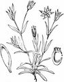 Upright Chickweed - Moenchia erecta (L.) P. Gaertn. , B. Mey. & Scherb.