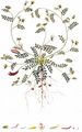 Bird's-Foot - Ornithopus perpusillus L.