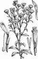 Small Fleabane - Pulicaria vulgaris Gaertn.