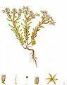 Spanische Fetthenne - Sedum hispanicum L.