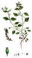 Common Chickweed - Stellaria media (L.) Cirillo