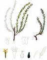 Annual Thymelaea - Thymelaea passerina (L.) Coss. & Germ.