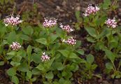 Mountain Valerian - Valeriana montana L.