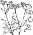 Gewöhnlicher Feldsalat - Valerianella locusta (L.) Laterr.