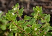 Green Field-Speedwell - Veronica agrestis L.